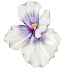 White Flower Watercolor illustration