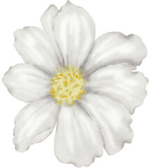 White Flower Watercolor illustration