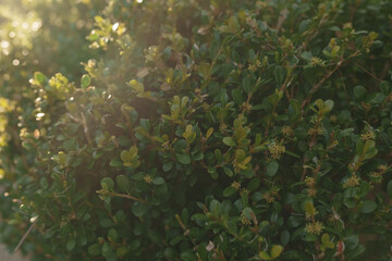 Green fence bush with sunset light