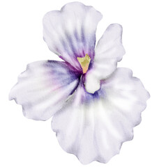 White Watercolor Flower Illustration