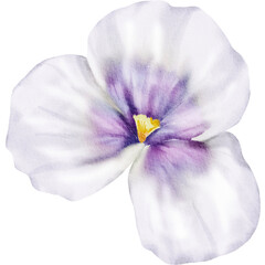 White Watercolor Flower Illustration
