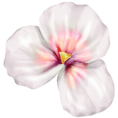 Fototapeta na wymiar White Watercolor Flower Illustration