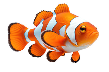 Clown fish isolated on transparent background. Generative Ai