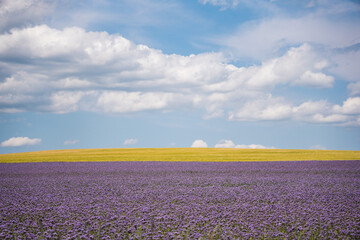 Fototapeta na wymiar Fields of grain and lacy phacelia on a hot summer day, sky with white clouds