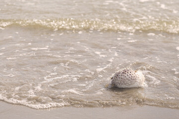 Death puffer fish on sand beach with sea wave
