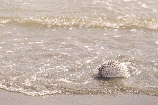 Death puffer fish on sand beach with sea wave
