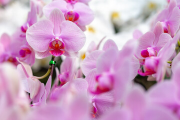 Closeup of Pink orchid flower blossom in a garden 