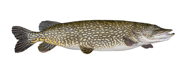 Big fat pike fish isolated on white. Monster muskellunge fishing