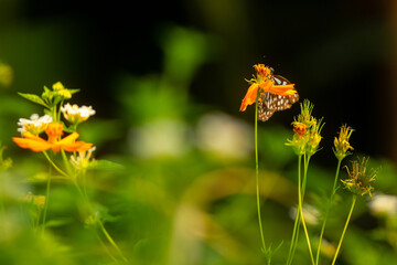 Beautiful butterfly perched on a flower in the garden. Close up details