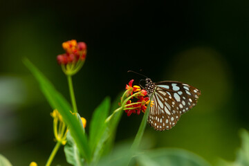 Beautiful butterfly perched on a flower in the garden. Close up details