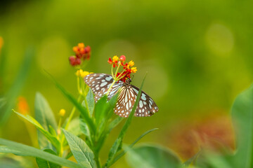 Beautiful butterfly perched on a flower in the garden. Close up details
