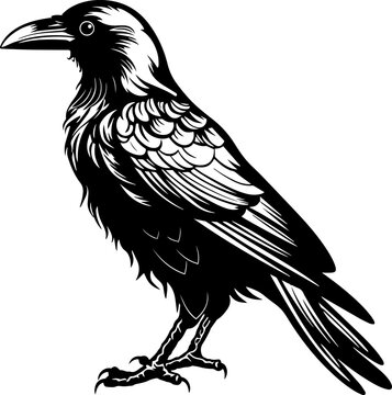Black and white illustration of a raven.