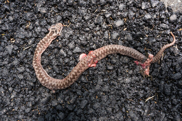 Dead snake run over on the road