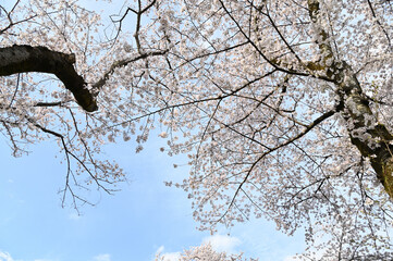 青空と満開のソメイヨシノ