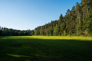 Meadow and coniferous forest in the sunset