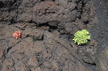 Zwei Pionierpflanzen auf Lavagestein auf La Palma