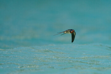 Rauchschwalbe im Flug