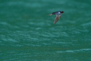 Rauchschwalbe im Flug