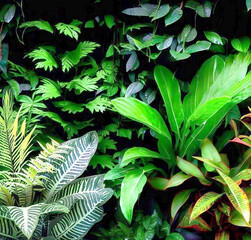 Green and variegated leaves of tropical foliage plants bush with various types of ferns, Calathea peacock plant, and Ti plant. Tropical rainforest garden nature backdrop Generative AI