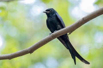 COLORFUL OF BANGLADESH, BIRDS PARENTING