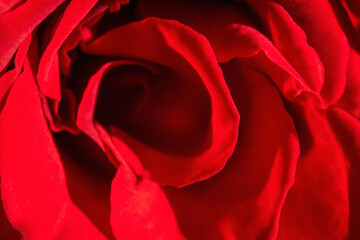 red rose close-up in natural light
