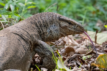 Lizard in the forest