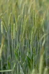 Farmer's wheat field, winter crops, harvest
