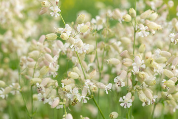 Silene vulgaris, or flake. Silene vulgaris, or flake - a perennial herb