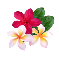 pink ;red  Plumeria, frangipani flowers isolated on  transparent.