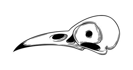 Crow skull sketch side view. Halloween skull for spooky designs. Vector illustration isolated in white background