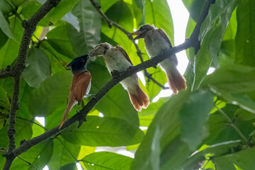 COLORFUL OF BANGLADESH, BIRDS PARENTING