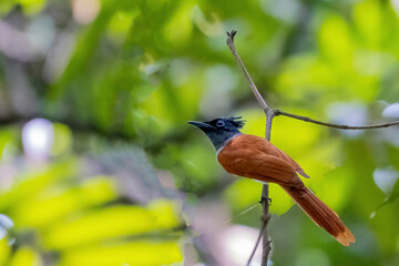 COLORFUL OF BANGLADESH, BIRDS PARENTING