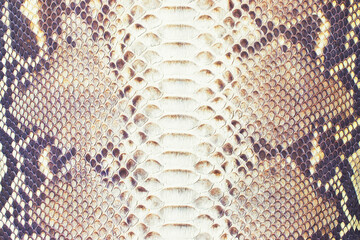 leather snake background, reptile skin texture with scaly relief