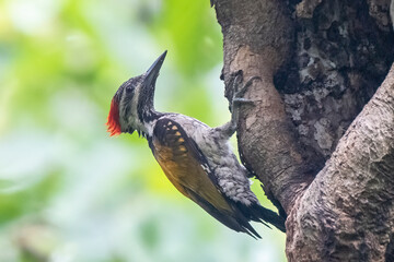 COLORFUL OF BANGLADESH, BIRDS PARENTING