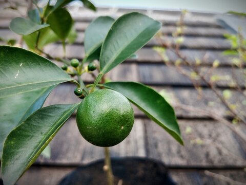 Fresh green lemon on a tree in domestic farm. Nature and food concept.