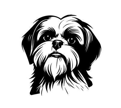 PNG one single sitting Shih Tzu dog head front view black and white bw two colors silhouette. Template for laser engraving or stencil, print for t shirt