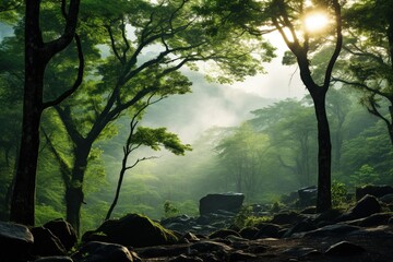 Misty fog rising from a lush, green, ancient forest at dawn