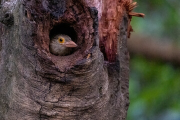 COLORFUL OF BANGLADESH, BIRDS PARENTING