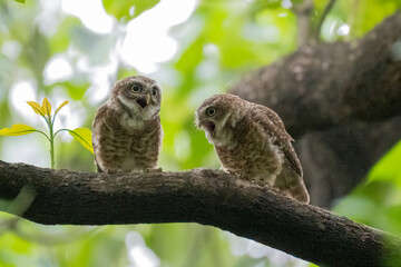 COLORFUL OF BANGLADESH, BIRDS PARENTING