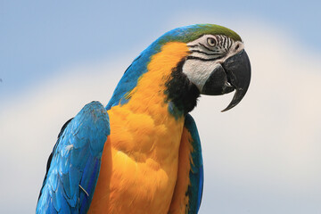 A portrait of a blue-and-yellow Macaw against a blue sky  © RMMPPhotography