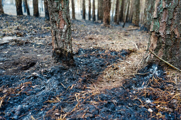 Close up of burnt pine forest floor