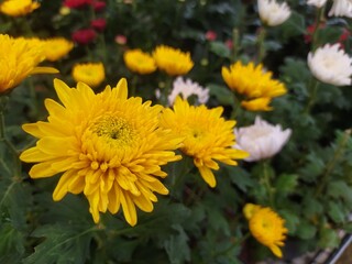 Bunga Krisan also known as seruni in Indonesian. Chryssanths flowers is flowering plants of the genus Chrysanthemum in the family Asteraceae. Use for wedding flowers, background, decoration, etc