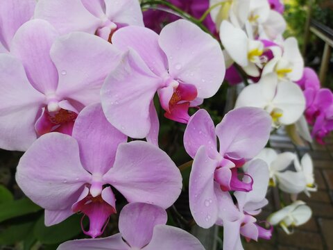 Pink Phalaenopsis or Moth dendrobium Orchid flover. Background Orchid