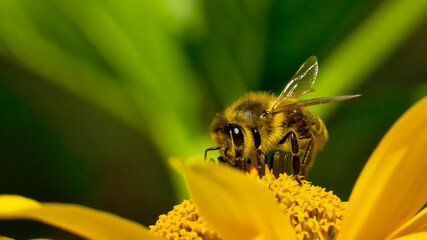 Bees collecting pollen on the flowers of Rough oxeye, (heliopsis helianthoides var. scabra)