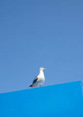Seagull sitting on the board, sea portrait. The seagull sits on a blue fence
