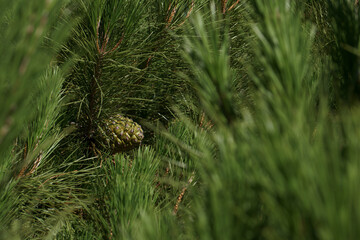 igły, szyszki, drzewo, roślina, gałęzie, natura, na zewnątrz, lato, hiszpania, flora,  © Piotr