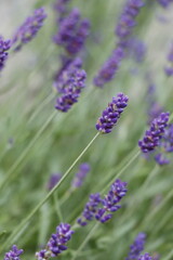 Blooming lavender flowers in the region
