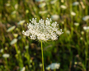 Blooming wild carrot ( Anne's Lace) in wild meadow in evening sun in July in Latvia