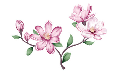 Vector flowers on white background. Delicate pink magnolia branch. Branch with leaves, flowers and buds . Vector illustration