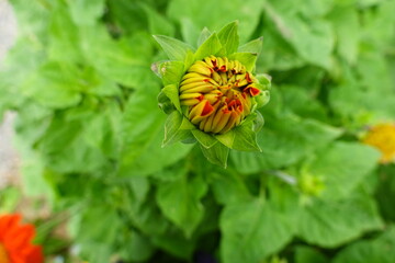 beautiful flower summer natural background 
